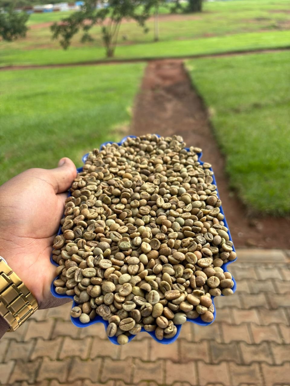 GREEN COFFEE CONSULTATION SERVICES